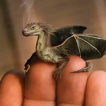 鮮魚魚辰さんのユーザ画像