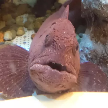 コセさんのユーザ画像