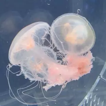 御原真尋さんのユーザ画像