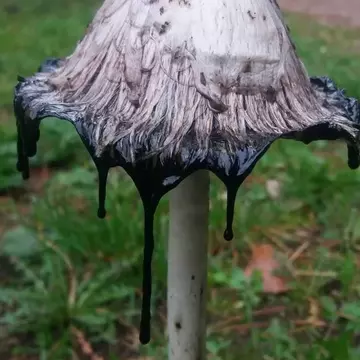 Osbyccさんのユーザ画像