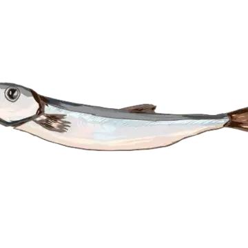 ししゃもさんのユーザ画像